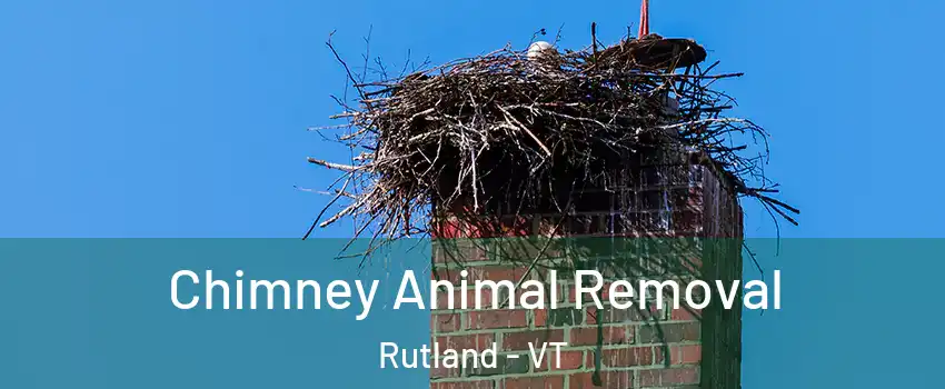Chimney Animal Removal Rutland - VT